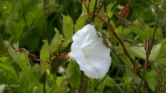 Enchantment