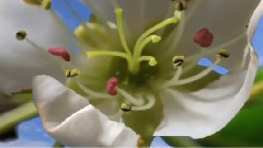 和蘭花在一起